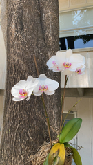 Phalaenopsis