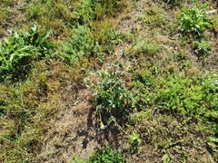 Sonchus oleraceus