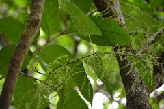 Dioscorea spiculiflora