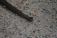 Vipera berus