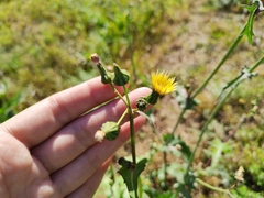 Sonchus oleraceus