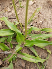 Chlorophytum triflorum
