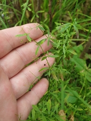Galium palustre
