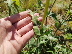 Sonchus oleraceus