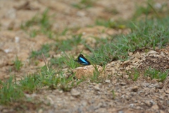 Doxocopa laurentia cherubina