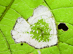 Phyllonorycter lucetiella