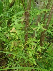 Galium palustre