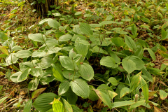 Cypripedium calceolus