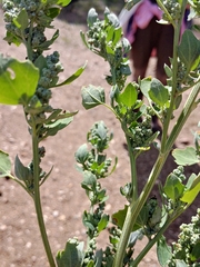 Chenopodium opulifolium