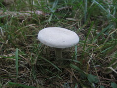Russula delica