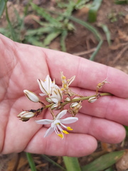 Chlorophytum triflorum