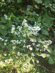 Symphyotrichum urophyllum