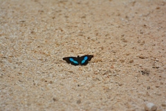 Doxocopa laurentia cherubina