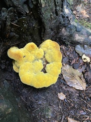 Phaeolus