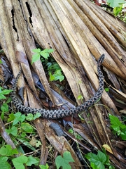 Sistrurus miliarius barbouri