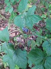 Rubus caesius