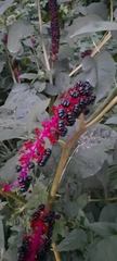 Phytolacca acinosa