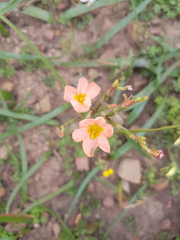 Moraea miniata