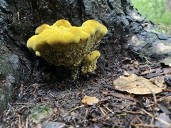 Phaeolus