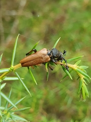 Stictoleptura rubra