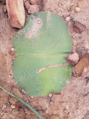 Haemanthus sanguineus