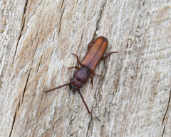 Catogenus klapperichorum