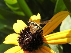 Eupeodes corollae
