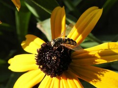 Eupeodes corollae