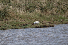 Threskiornis aethiopicus