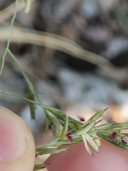 Cleistogenes serotina