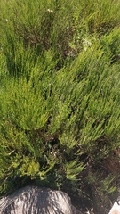 Cytisus scoparius