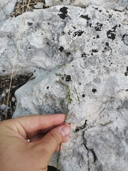 Cleistogenes serotina