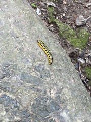 Macremphytus testaceus