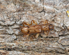 Plectromerus bidentatus