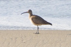 Numenius phaeopus