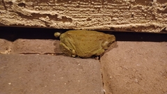 Incilius alvarius