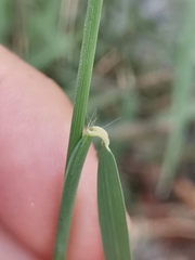 Cleistogenes serotina