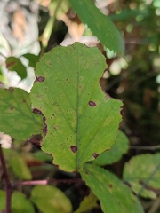 Phragmidium violaceum