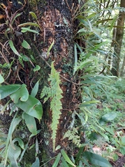 Davallia trichomanoides
