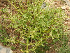 Laserpitium gallicum