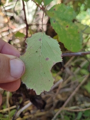Phragmidium violaceum