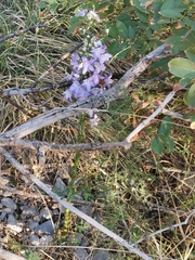 Campanula pyramidalis
