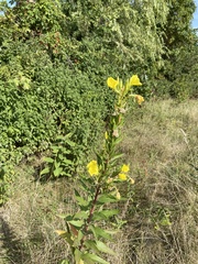 Oenothera biennis