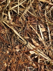 Sistrurus miliarius barbouri