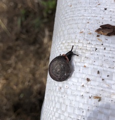 Helicigona lapicida
