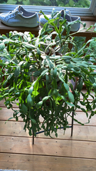 Schlumbergera truncata