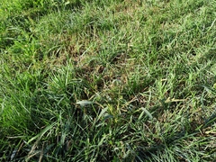 Poaceae