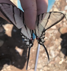 Protographium epidaus epidaus