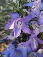 Campanula pyramidalis