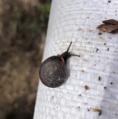 Helicigona lapicida